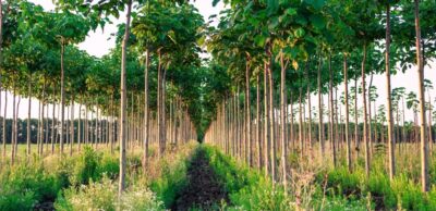 Drzewa tlenowe – wszystko co musisz wiedzieć o Oxytree