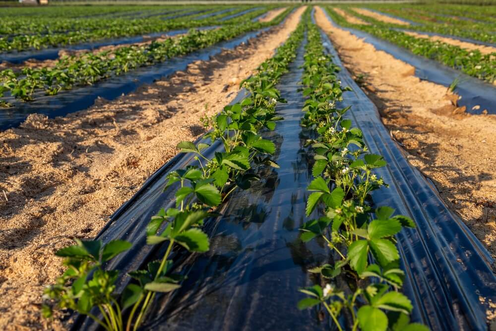Kiedy sadzić truskawki z rozłogów - truskawki na grządkach