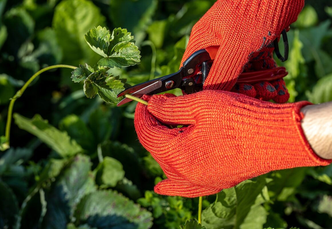 Kiedy sadzić truskawki z rozłogów - oddzielanie rozłogu truskawki