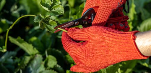 Kiedy sadzić truskawki z rozłogów - oddzielanie rozłogu truskawki