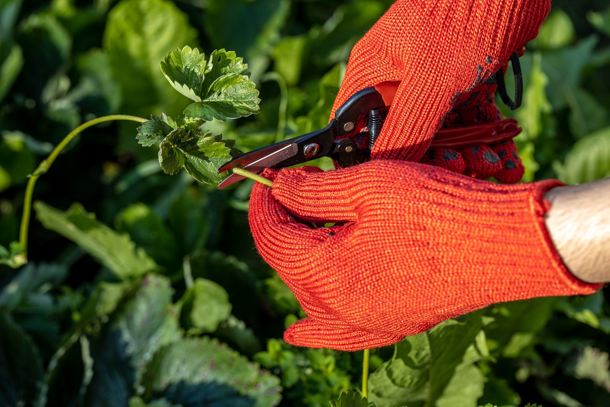 Kiedy sadzić truskawki z rozłogów - oddzielanie rozłogu truskawki