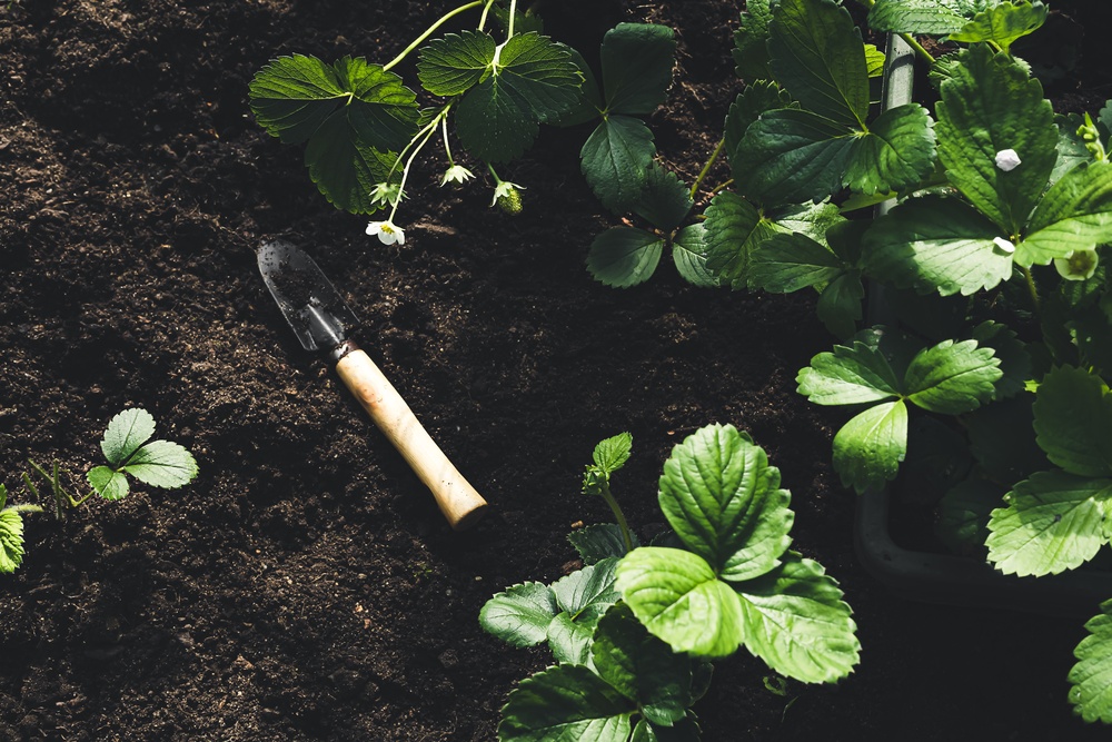 Kiedy sadzić truskawki z rozłogów - sadzonki truskawki w ogrodzie