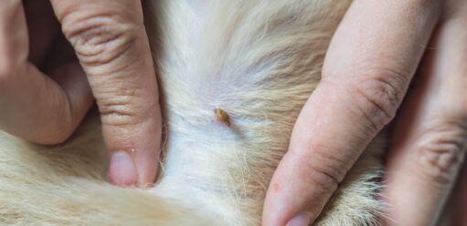 Kleszcz u psa źle wyrwany - kleszcz w sierści pssa