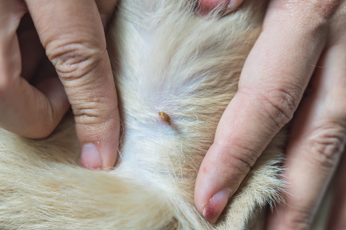 Kleszcz u psa źle wyrwany - kleszcz w sierści pssa