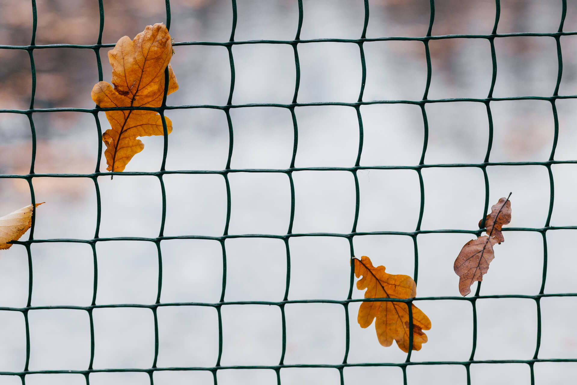 Ile kosztuje siatka ogrodzeniowa? Poradnik