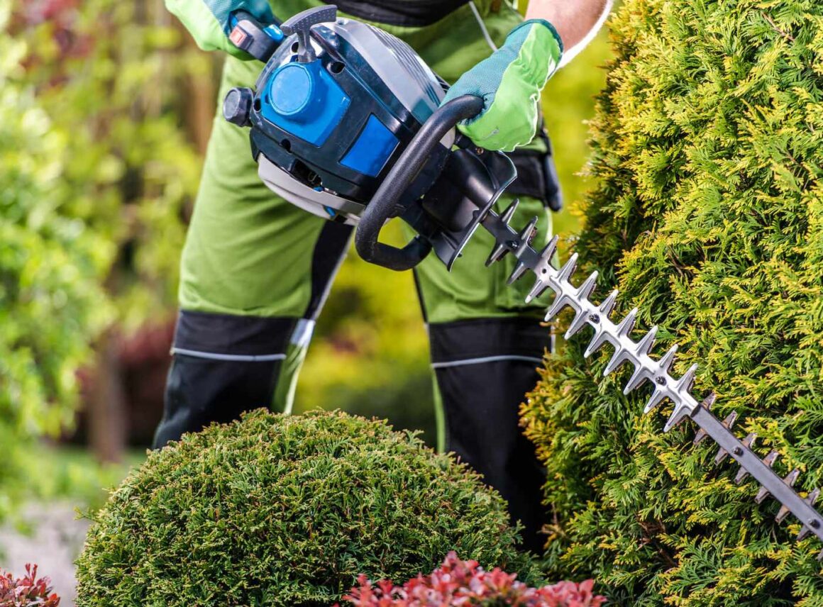 Jakie nożyce do żywopłotu wybrać? Wskazówki