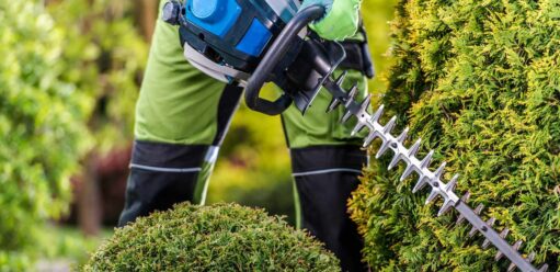 Jakie nożyce do żywopłotu wybrać? Wskazówki