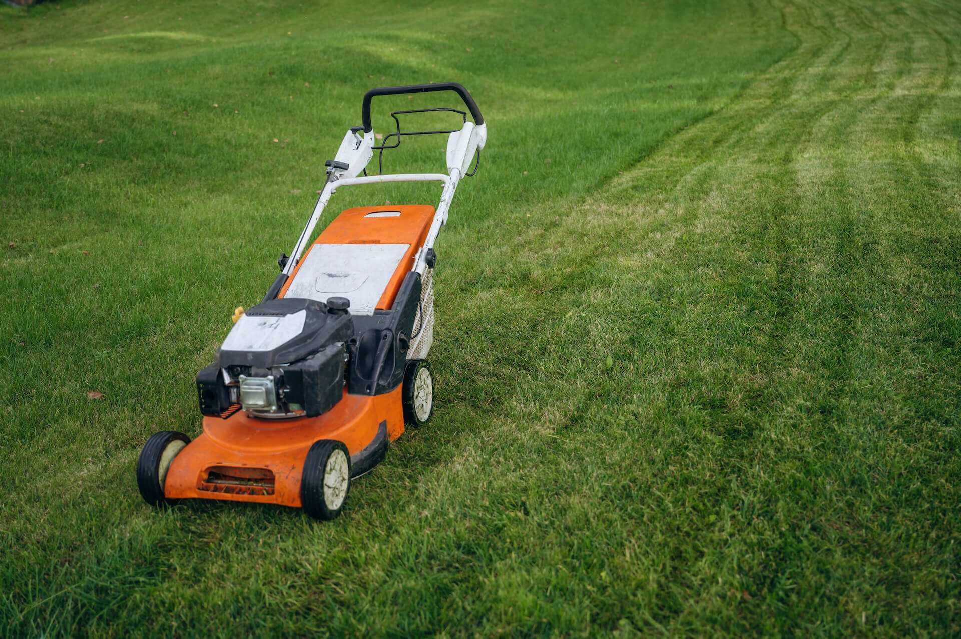 Jaka kosiarka do ogrodu? Poradnik