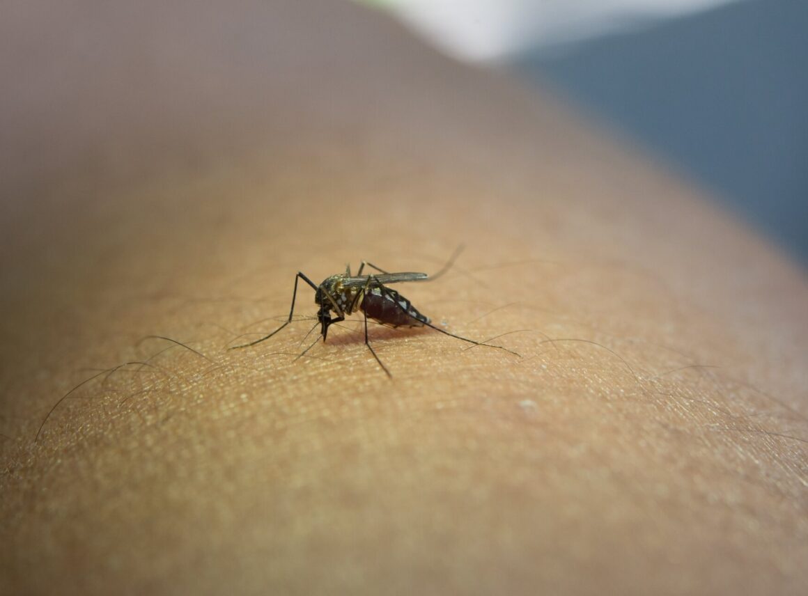 ile grozi za zabicie komara w różnych sytuacjach