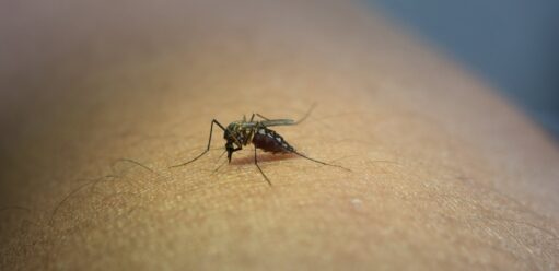 Ile grozi za zabicie komara? Sprawdzamy, co mówi prawo