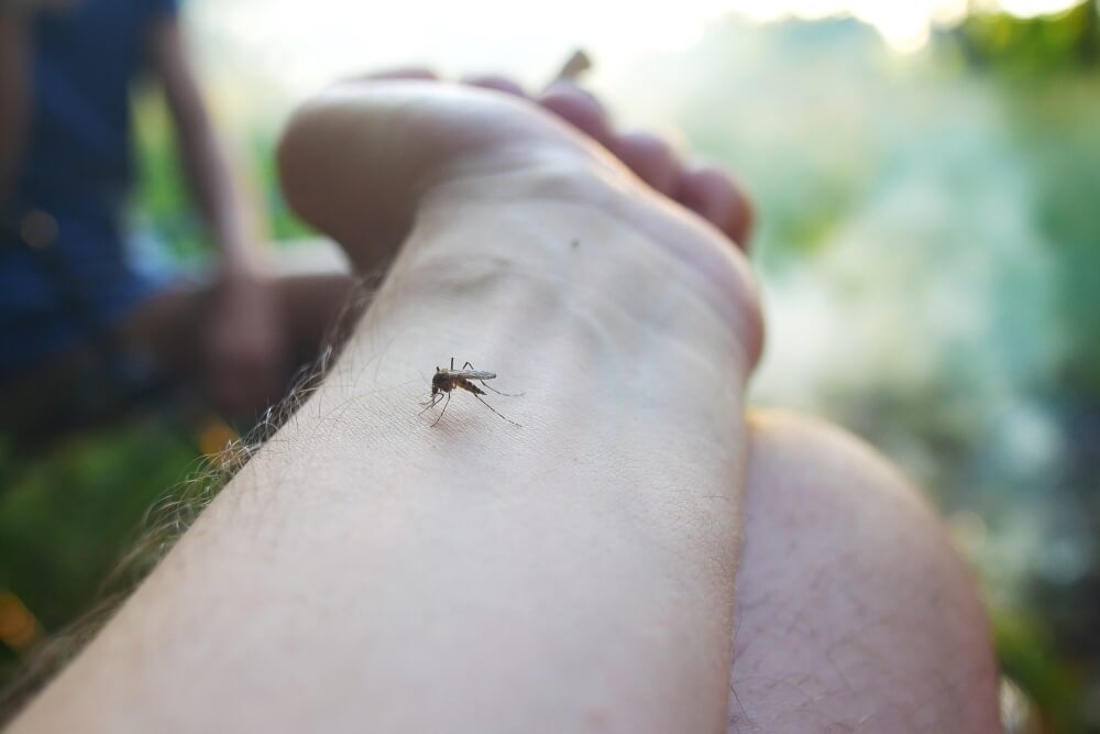 kary za zabicie komara