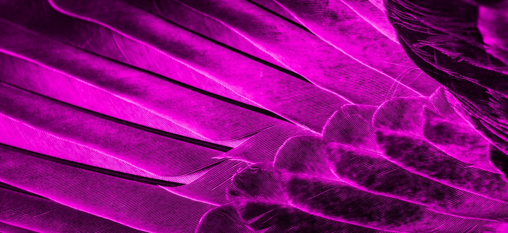 kolor magenta w przyrodzie 